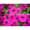 Top Quality Petunia flower seed for growing